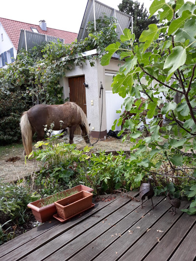 Auch Fálki mag die Terrasse